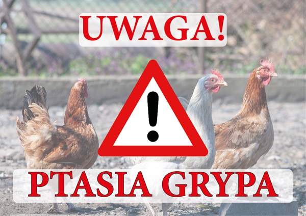 Uwaga! Ptasia grypa